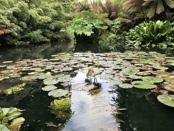 Scenic view of lake