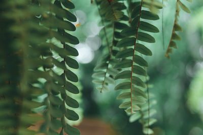 Green leaves pattern background. natural background and wallpaper.