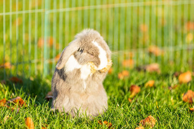 Young rabbits on the grass in nature in sunshine