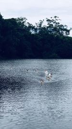 View of birds swimming in lake