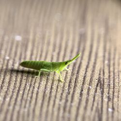 Close-up of insect on wood