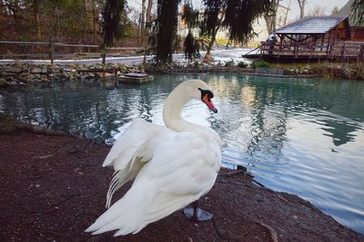 Swan on a lake