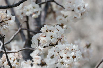 Close-up of white cherry blossom tree