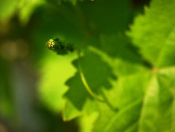 Close-up of green insect on plant