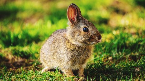 Close-up of rabbit on field