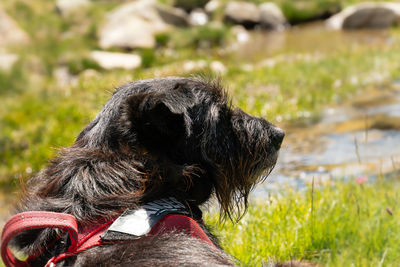 Close-up of a dog on field