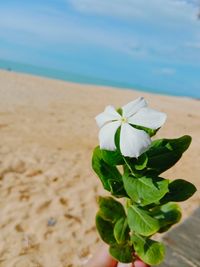 Close-up of white flowering plant on beach