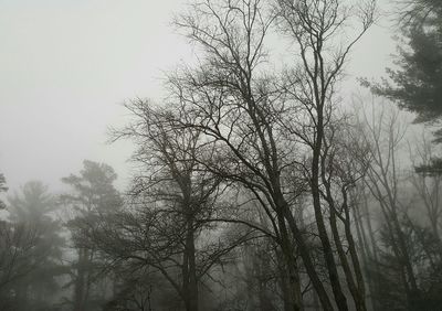 Low angle view of bare trees against sky