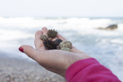 Close-up of hand holding sea urchins