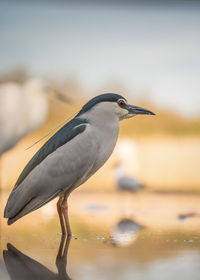 Close-up of gray heron in water