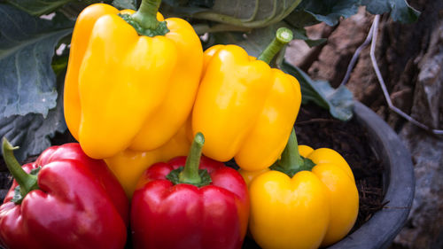Close-up of yellow bell peppers
