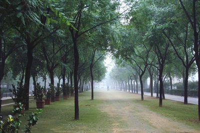 Trees in park