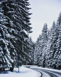 Trees against sky during winter