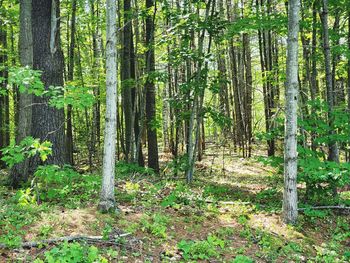 Trees growing in forest