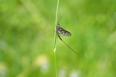 Close-up of butterfly