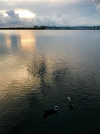High angle view of ducks swimming in lake
