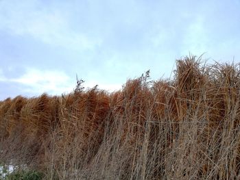 Plants on field against sky