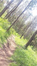 View of trees growing in forest
