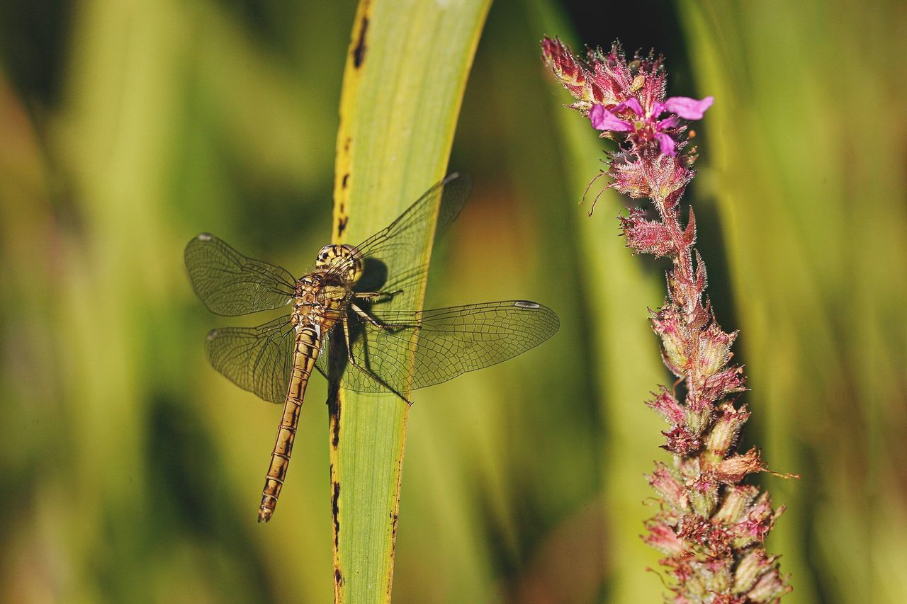 Close-up of dragonfly perching leaf