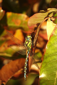 Close-up of dragonfly  on leaf in autumn. blaugrüne mosaikjungfer