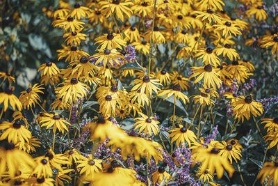 Close-up of yellow flowering plant on field