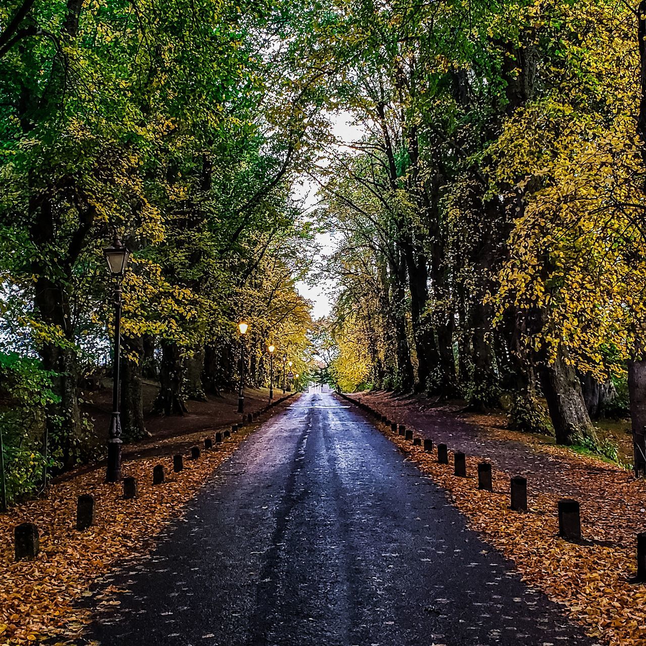 tree, the way forward, plant, direction, diminishing perspective, road, transportation, nature, growth, beauty in nature, no people, autumn, vanishing point, tranquility, day, treelined, change, tranquil scene, outdoors, empty road, long