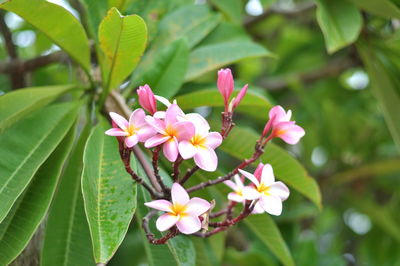 Close-up of pink flowering plant