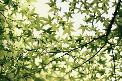 Low angle view of tree branches