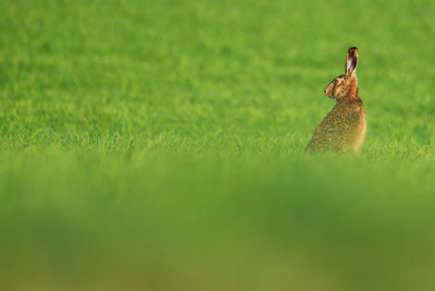 View of hare sitting on grassy field