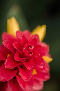 Close-up of water drops on red flower