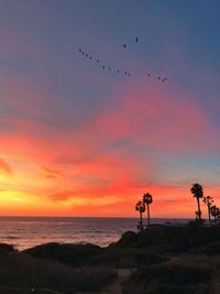 Silhouette birds flying over sea against sky during sunset