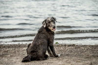 Portrait of dog sitting on shore at beach
