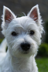 Close-up portrait of white dog