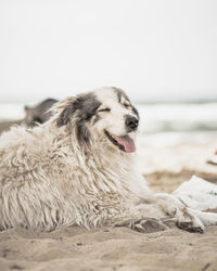 Dog looking away on beach