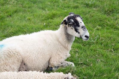 Close-up of sheep on field