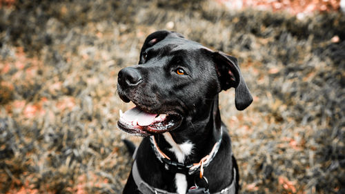 Close-up of dog