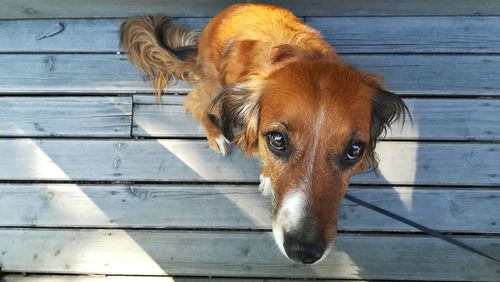 Close-up portrait of a dog