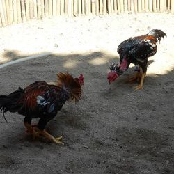 Sheep grazing on field