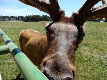 Elk in field