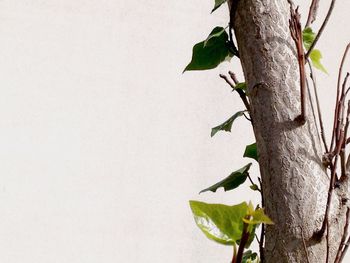Close-up of leaves on tree trunk