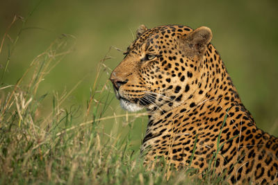 Male leopard lies poking head above grass