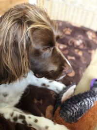 Close-up of dog relaxing on bed at home