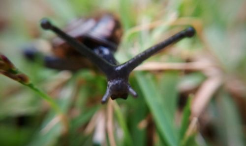 Close-up of lizard