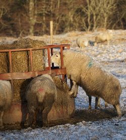 Sheep in a snow