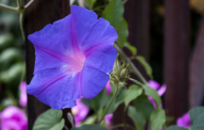 Close-up of purple flowering plant