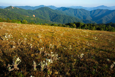 Scenic view of field against mountains