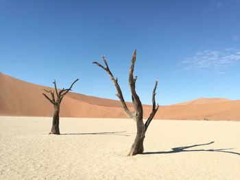 Bare tree in desert against blue sky