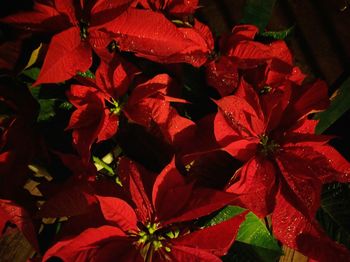 Close-up of red flowers