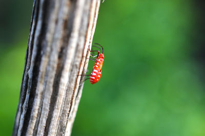 Red insects are found in dead trees