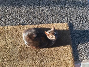 Cat lying on the ground